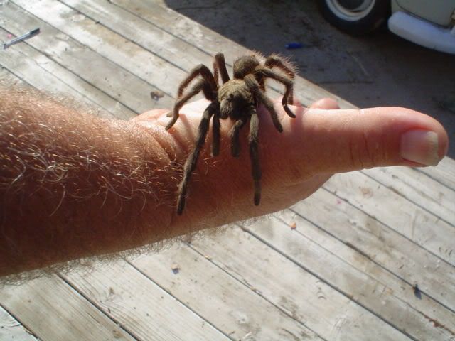 Tarantula003.jpg