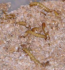 220px-Mealworms_in_plastic_container_of_bran.jpg