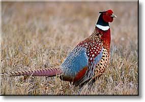 ringneckpheasant.jpg