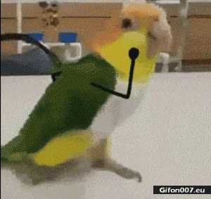Funny-Parrot-Jumping-Hand-Video-Gif.gif