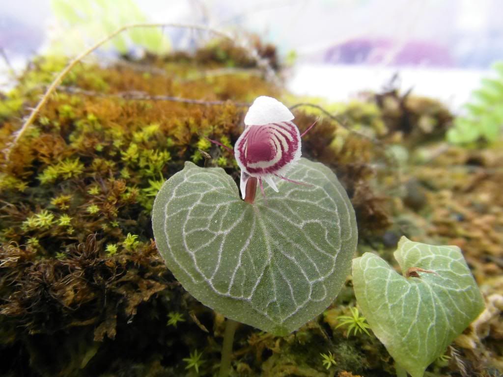 Corybas ecarinatus | Slippertalk Orchid Forum