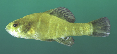Spring_Pygmy_Sunfish_Alabama_Department_of_Conservation_and_Natural_Resources_FPWC_commercial_use_ok.jpg