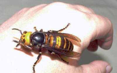 japanese-giant-hornet.jpg