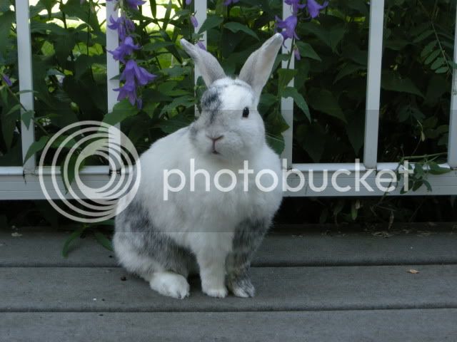 BunniesandBackGarden42.jpg