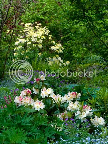 RhododendronCasanovaAzaleaNorthernHighLights_web.jpg