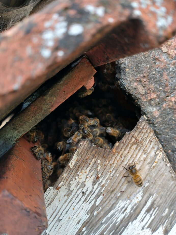 bees-in-roof-01-rotated.jpg