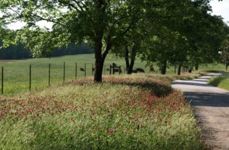 Late summer is the time to sow crimson red clover seeds (Trifolium incarnatum) for bloom in the spring.