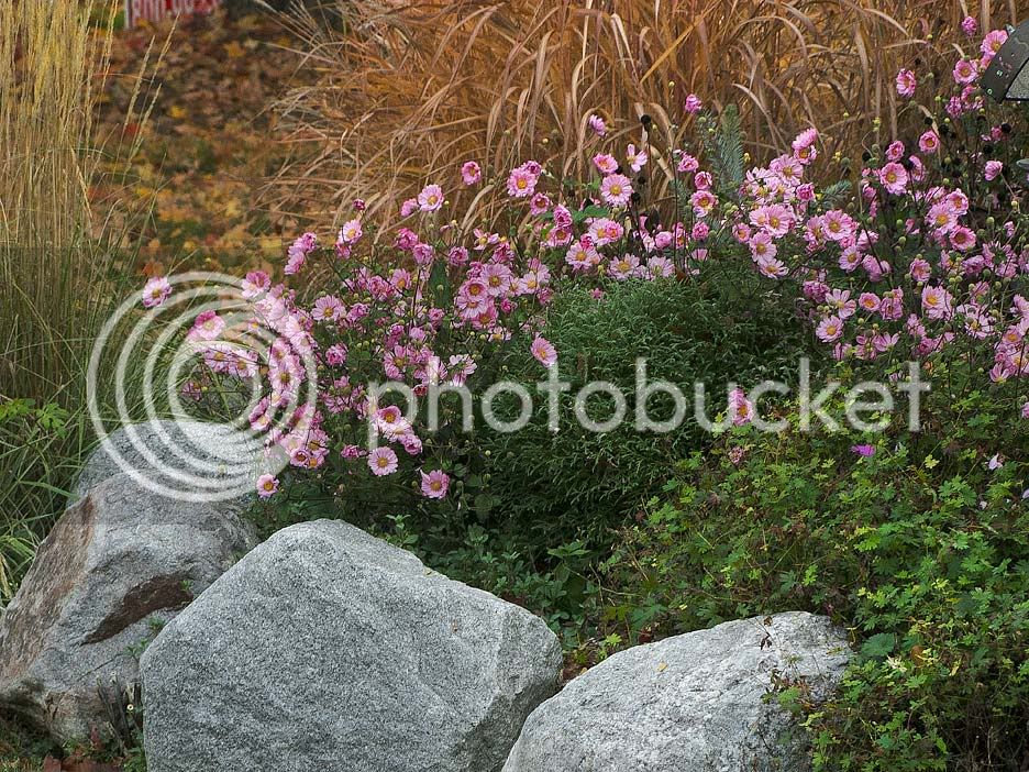 Pink-Anemones.jpg