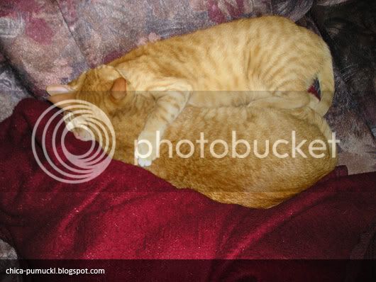 snuggling-cats-1.jpg