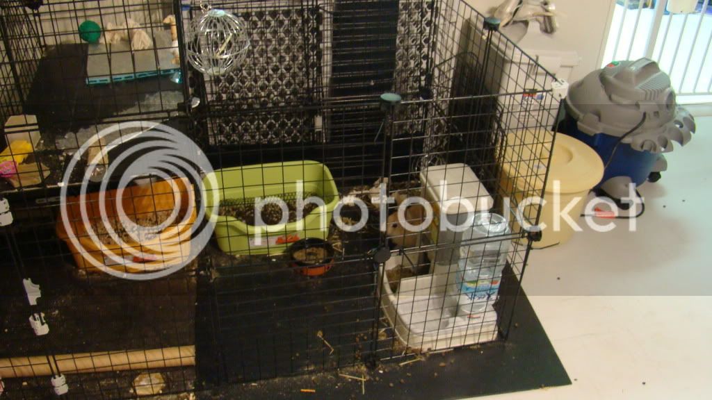 cage4.jpg