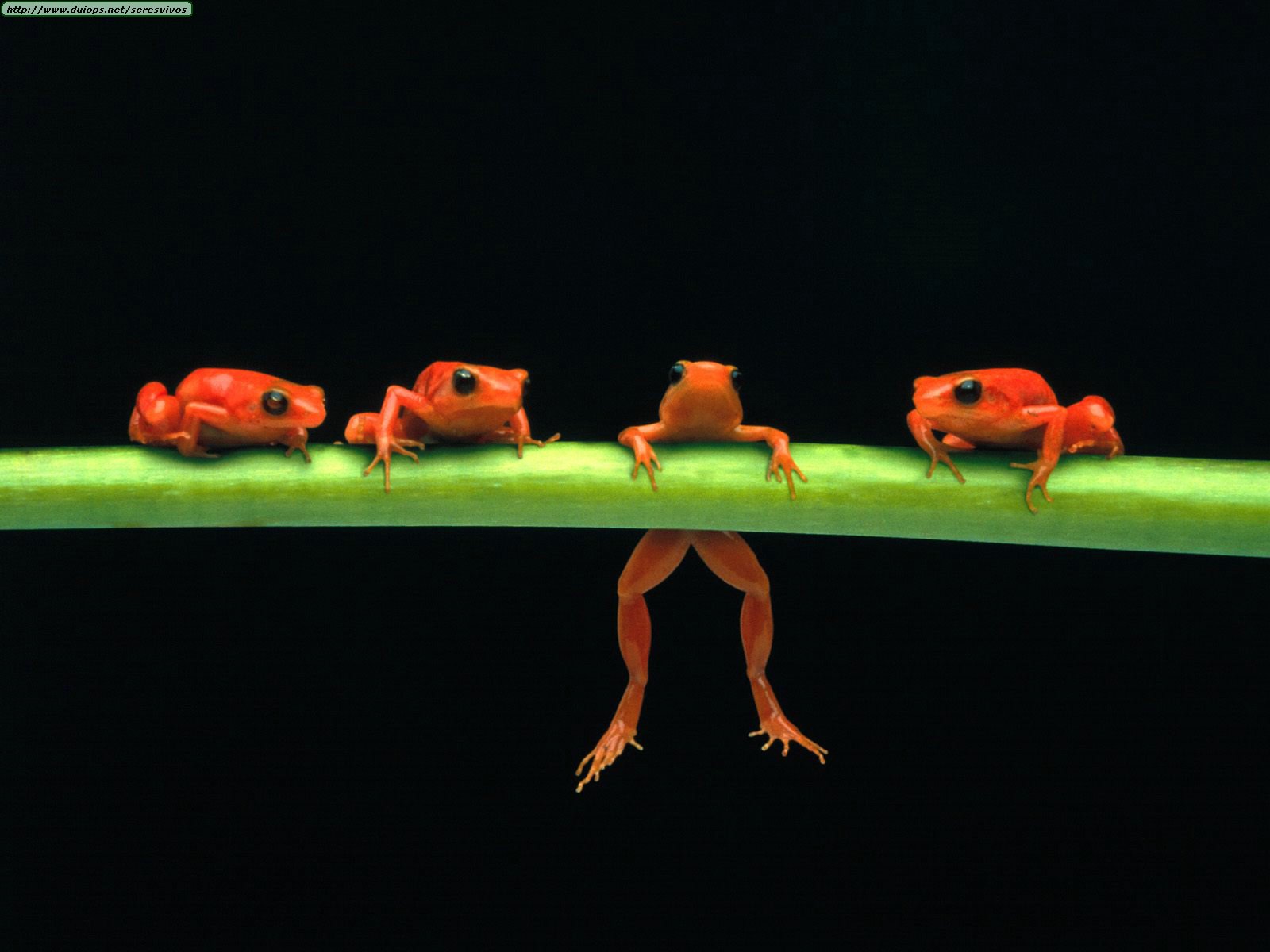 Red+Tree+Frogs.jpg