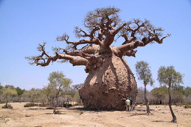 baobab+tree.jpg
