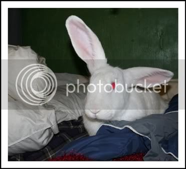 Rabbit072.jpg