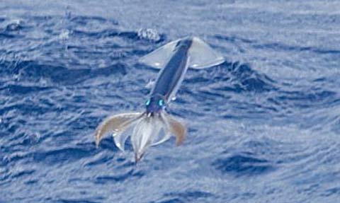 japanese-common-squid-flying.jpg