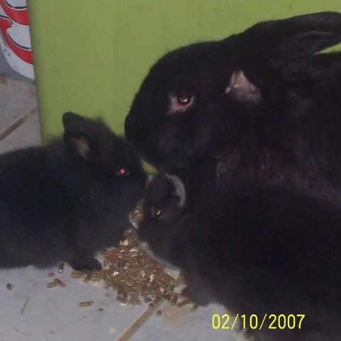 Tinyandblackotterbabies008-1.jpg