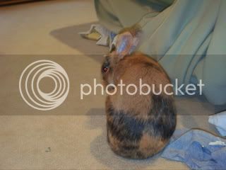 rabbits021.jpg