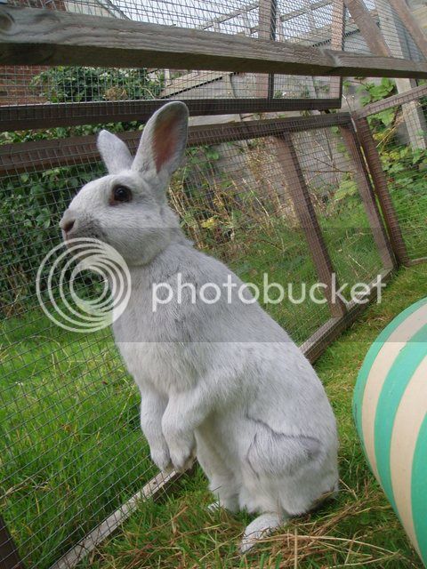 bunnies058.jpg