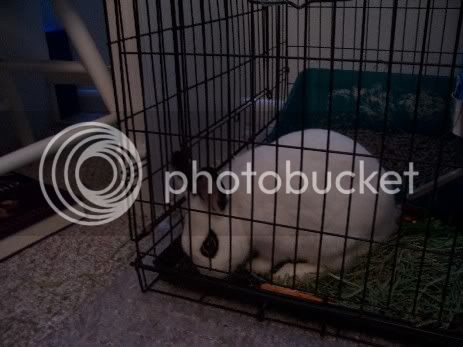 2Bunnies022.jpg