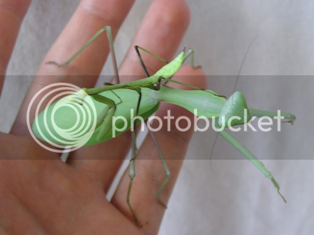 mantids370-1.jpg