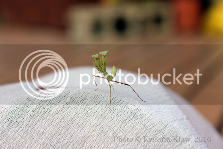 Amazing-Mantises-Stuck-Toge_zpstz9acec1.jpg