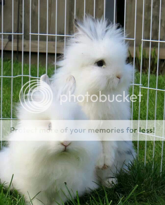 FLUFFY-BABY-BUNNY-RABBITS-BUNNIES-A.jpg