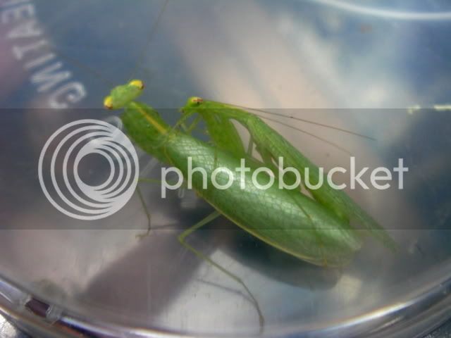 tropidomantis_mating9.jpg