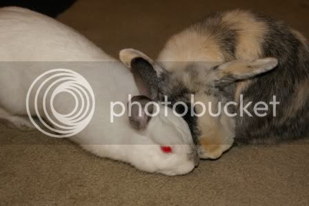 bunnies9.jpg