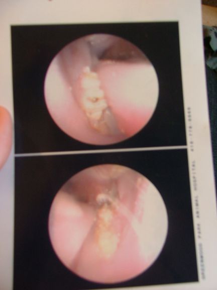 feb18Mayasmolars.jpg