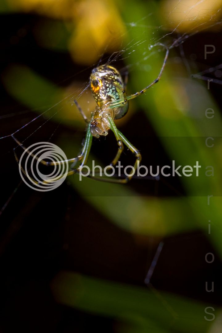 Spider_1809-sm.jpg