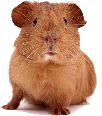 guinea-pig.jpg