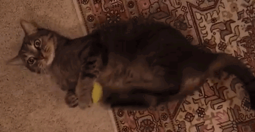 cat-excited-4.gif