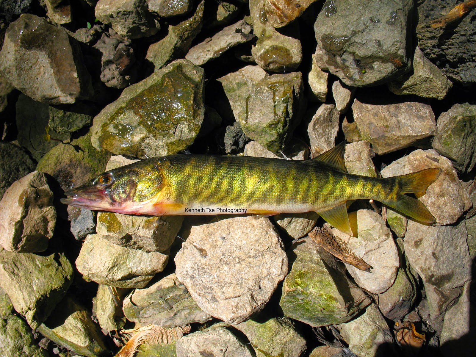 Actinopterygii_Esociformes_Esocidae_Esox_americanus_vermiculatus_Grass_Pickerel_8in_2014_06_21_post.jpg