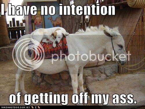 funny-dog-pictures-i-have-no-intention.jpg
