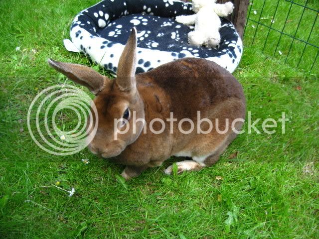 bunnies072.jpg