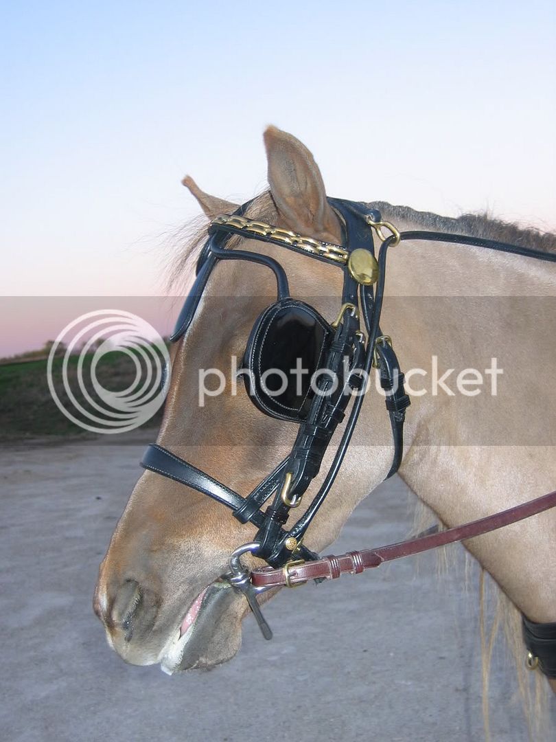 carriageharness009.jpg