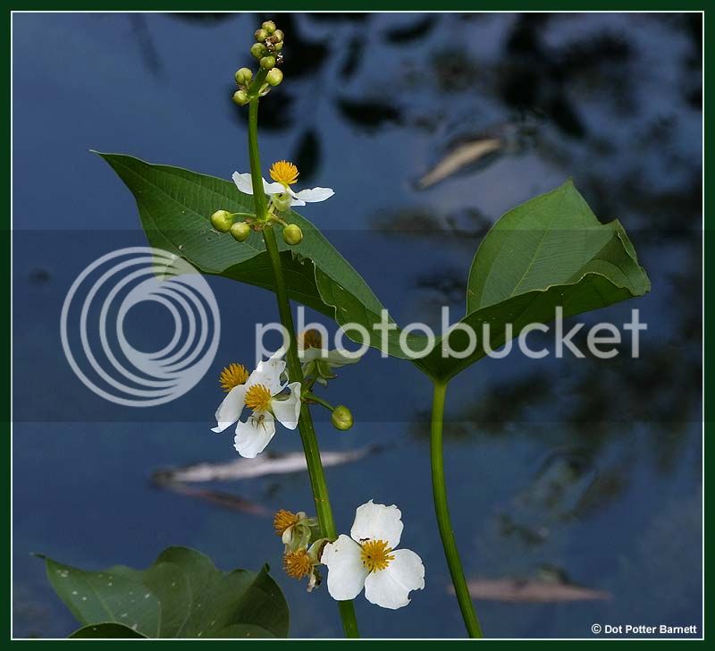 Pond-Arrow-Plant.jpg