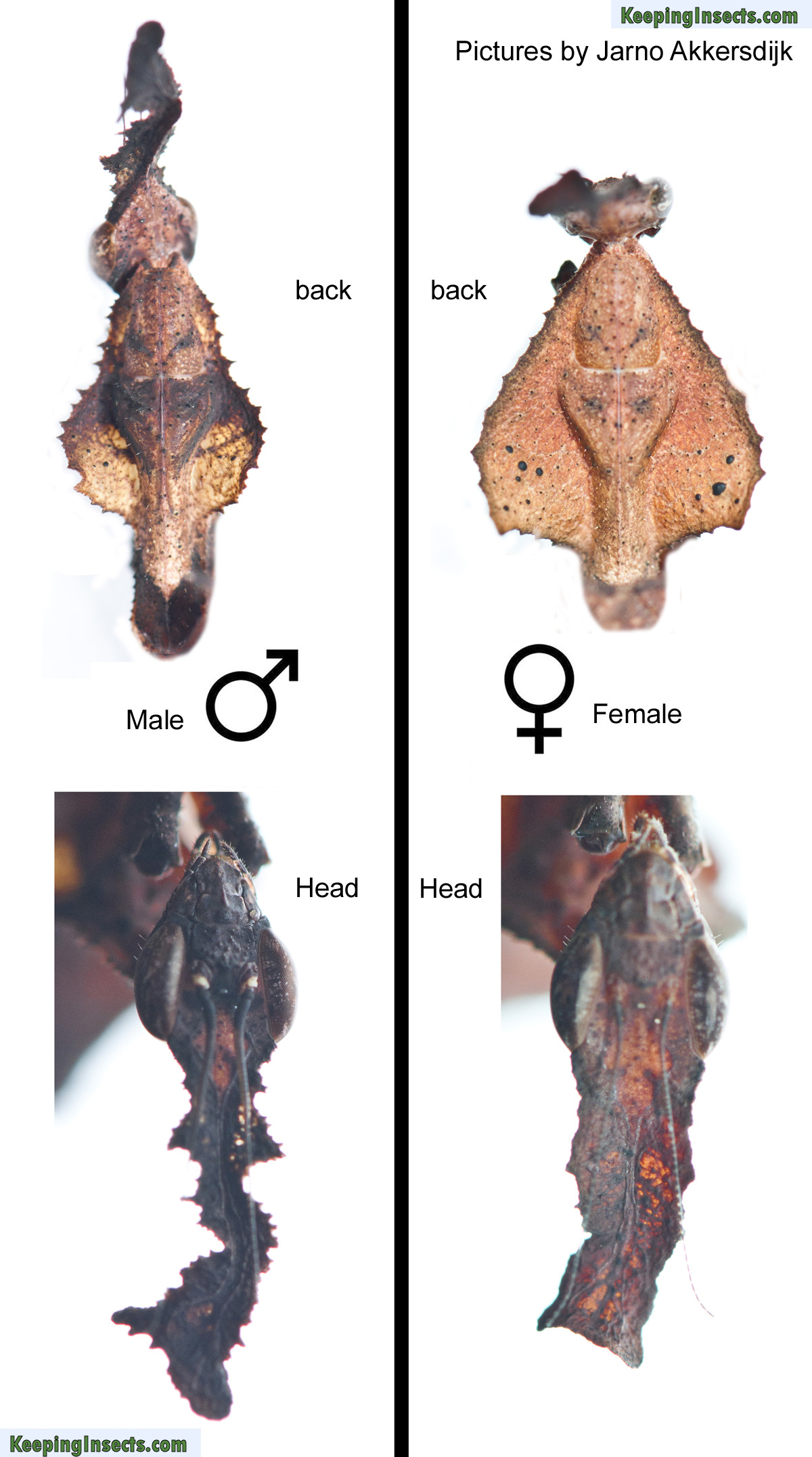 male-female-mantis.jpg