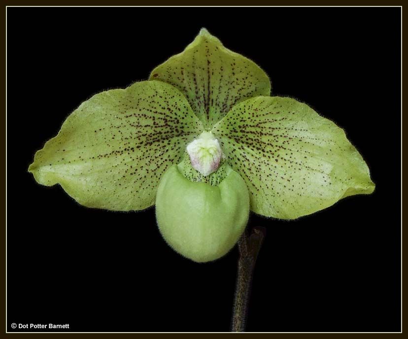 Paph_MintChocolate-2010.jpg