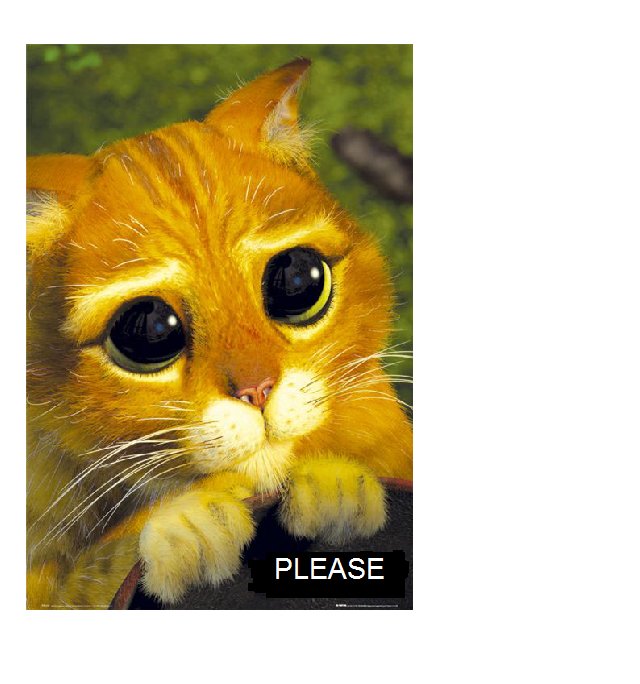Please-Kitten-Picture.jpg