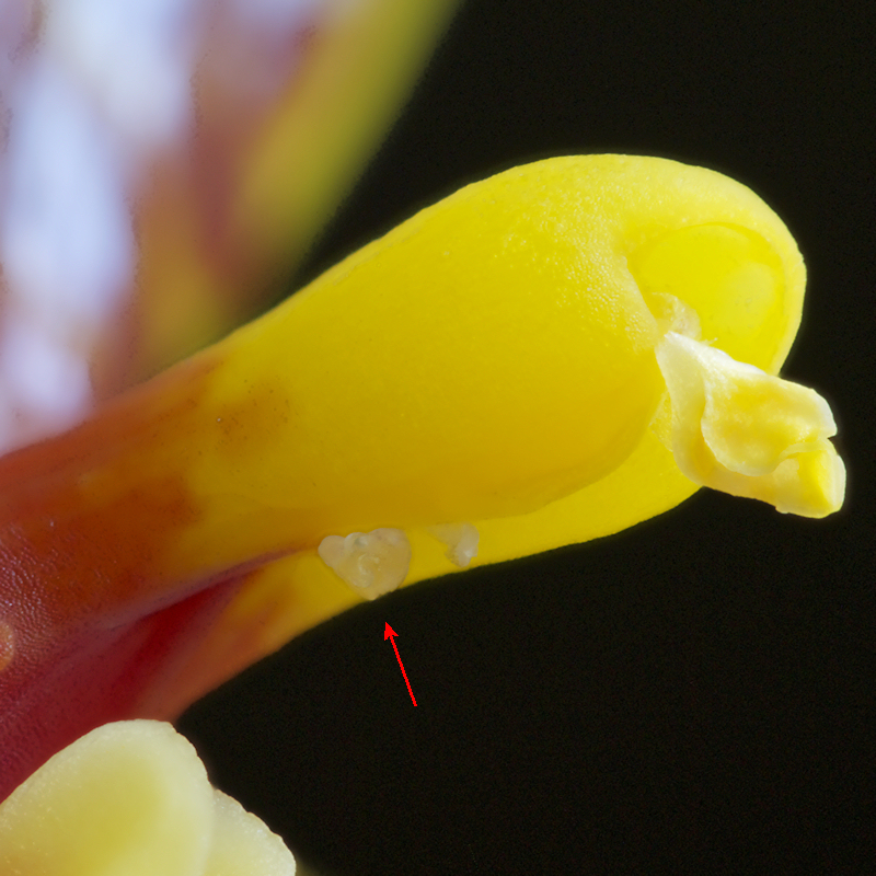 Phalaenopsis%20cornu-cervi%20II%2005.jpg