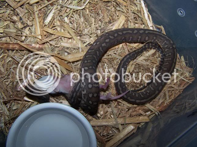 Bredli14Male.jpg