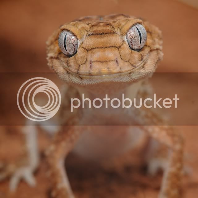 geckos012.jpg