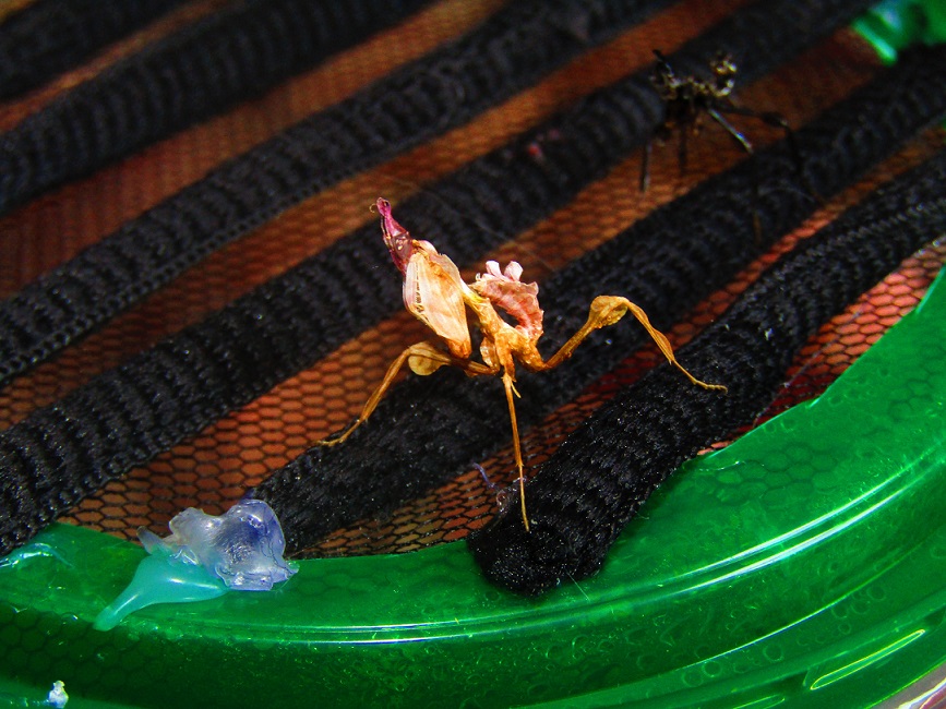 l2_idolomantis_diabolica_with_exuvia_by_alexandersmantids-d8u4psl.jpg