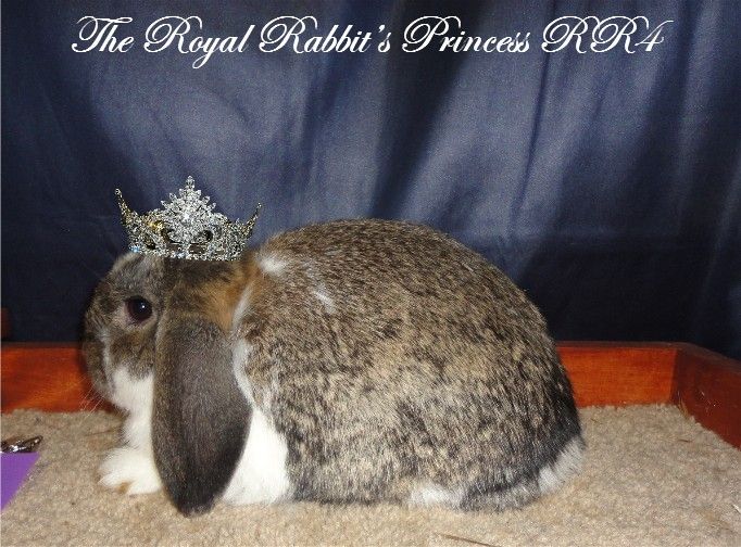 TheRoyalRabbitsPrincessRR4withcrown_zpsfdcedb14.jpg