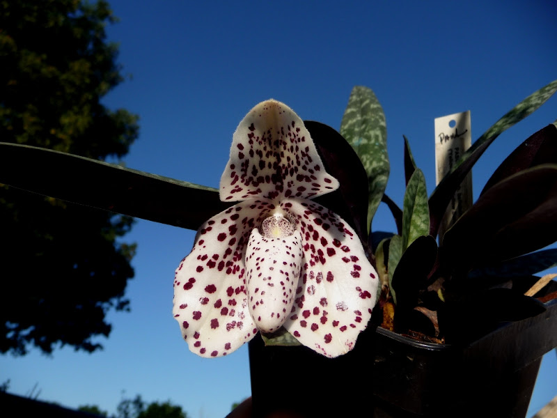 Paph.bellatulum%233.JPG