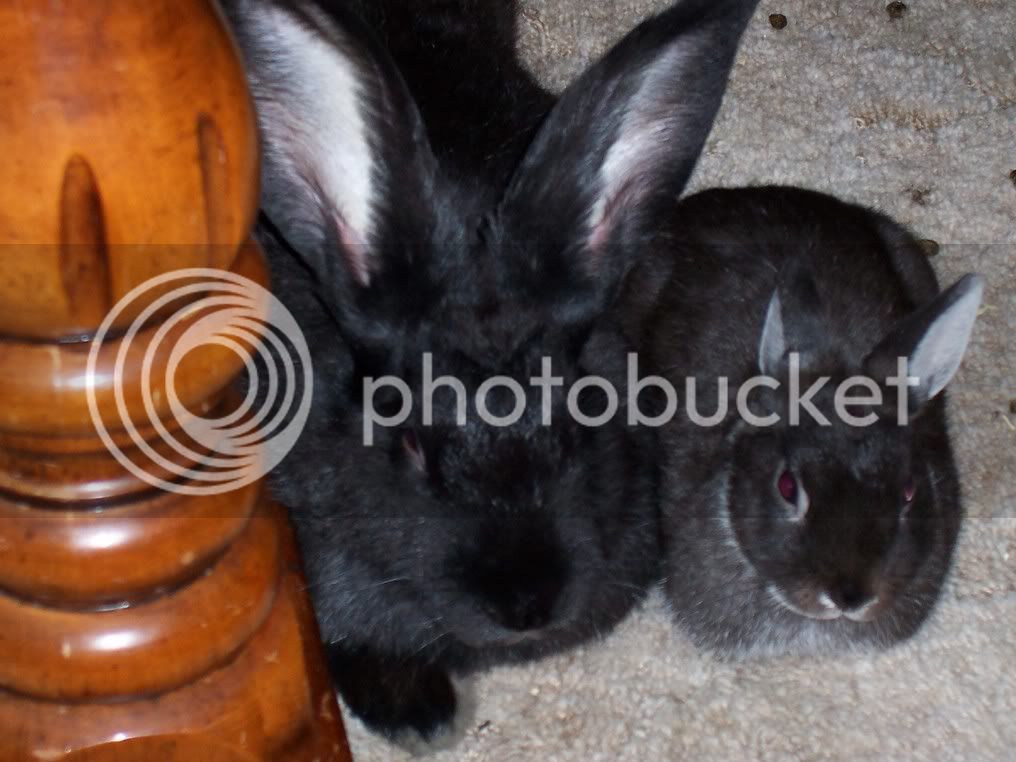 bunnies106.jpg