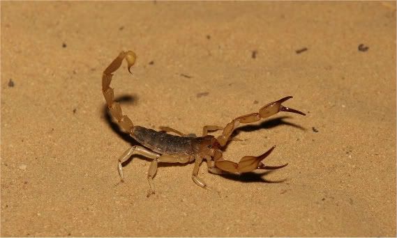 Scorpion1000x667-1.jpg