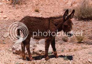 red_rock_wild_burro.jpg