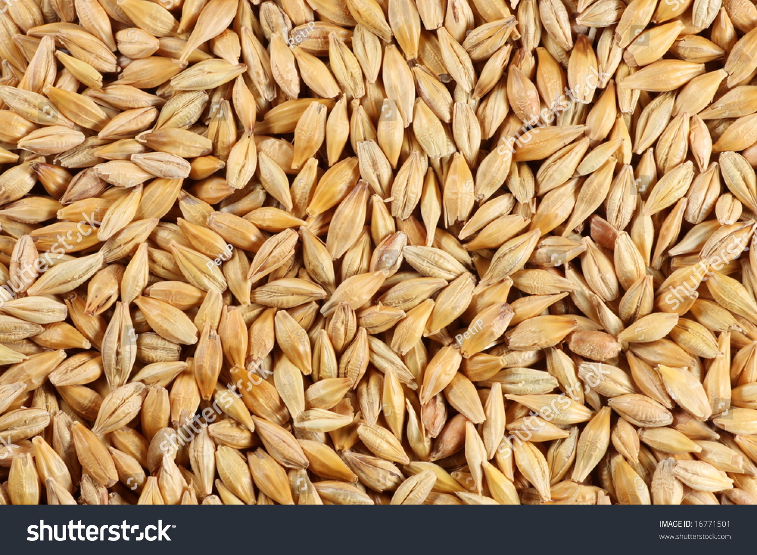stock-photo-barleycorn-seeds-close-up-background-texture-16771501.jpg