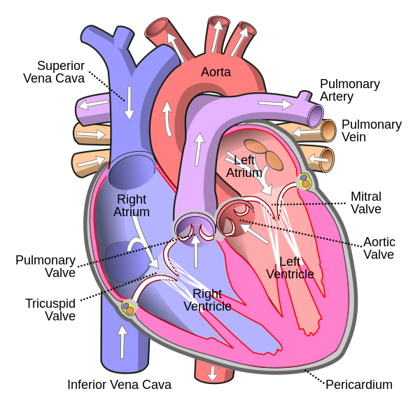 600px-Diagram_of_the_human_heart_%28cropped%29.svg.png